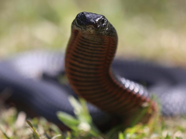 An urgent warning has been issued for people to be on the lookout for snakes as the weather warms up. Picture: Australian Reptile Park via NCA NewsWire