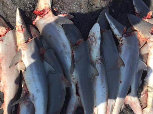 Fingal Head shark cull.