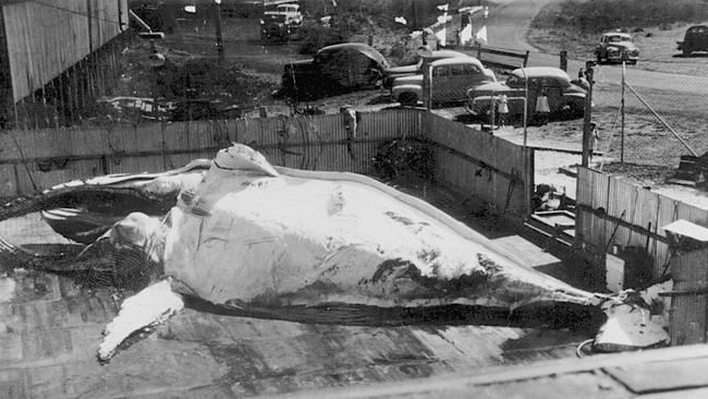 Byron whaling station in the mid-1950’s - a humpback whale about to be processed. Picture: Eric Wright.