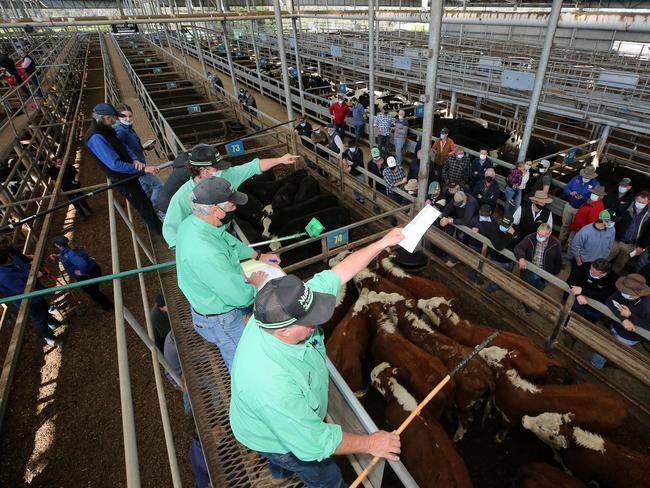 Leongatha store cattle sale, Victorian Livestock Exchange, Leongatha,    Picture Yuri Kouzmin