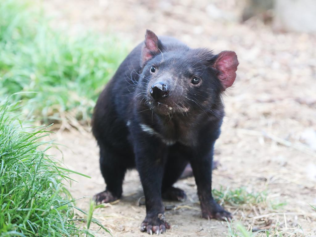 Huon Valley Caravan Park celebrating 10 years and the addition of new Tasmanian Devils to the park.  Picture: Nikki Davis-Jones