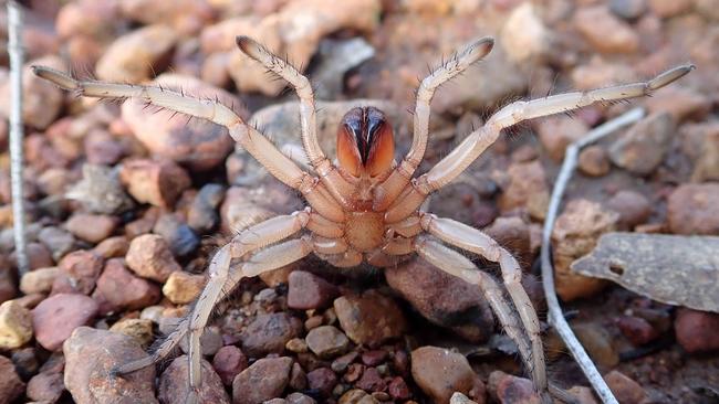 Good news, those fangs don’t pack a life-threatening bite. Picture: Queensland Museum