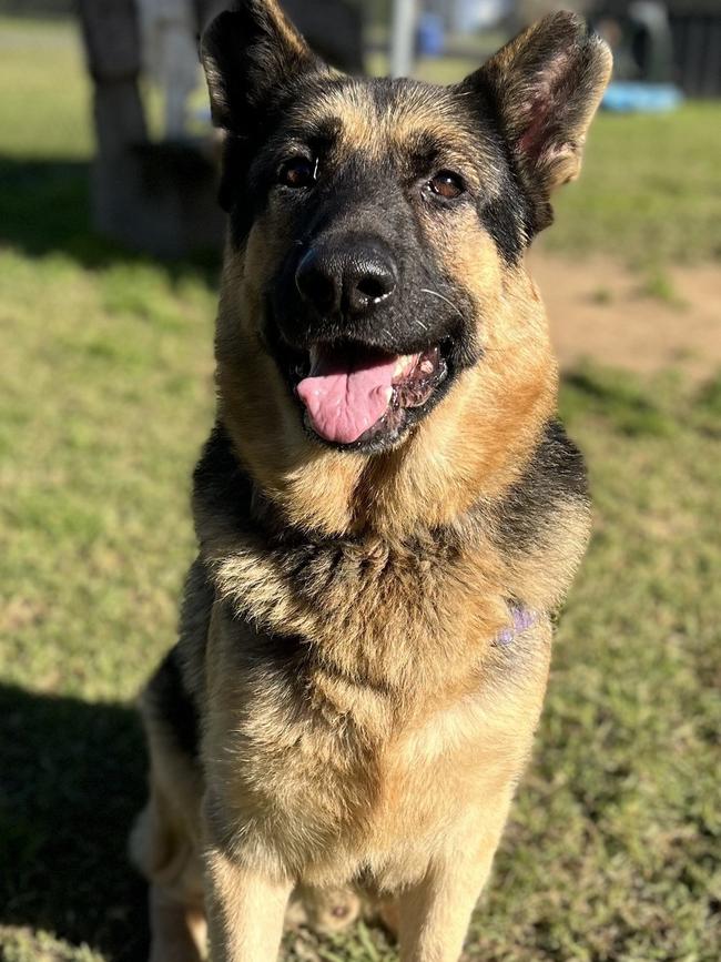 RUSKY: Breed: German Shepherd, Age: 7 years 10 months, Sex: male