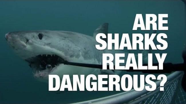 Are Sharks Really Dangerous?