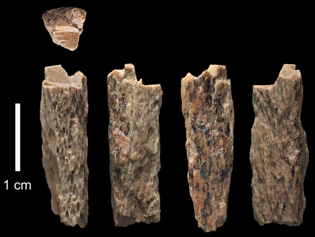 A bone fragment of 'Denisova 11', evidence of interbreeding of a Neanderthal and a Denisovan, found in 2012 by Russian archaeologists at Denisova Cave in the Altai Mountains of Siberia. Picture: Ian Cartwright