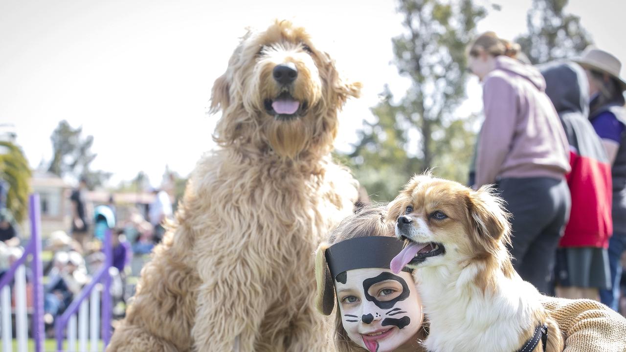 Daschunds dash to victory in 16th Dogs Day Out | The Courier Mail