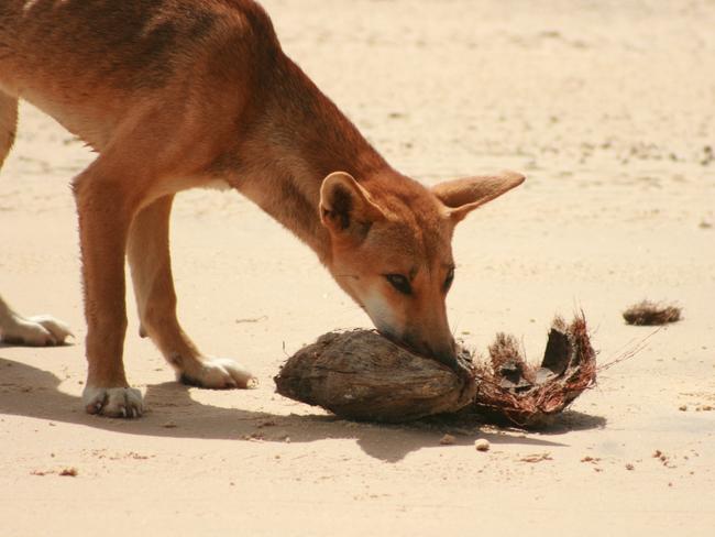 A dingo on Fraser Island.