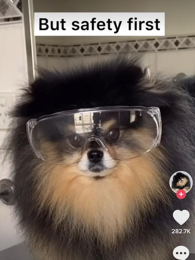 Mocha the dog dons safety glasses in one of her TikTok adventures.