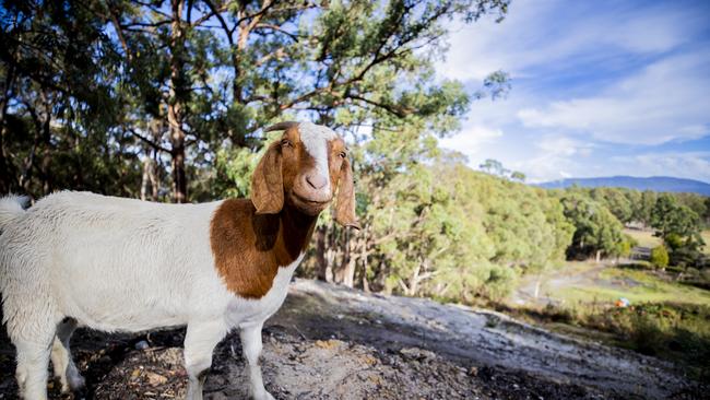 Question 15: A Boer goat. Picture: Richard Jupe