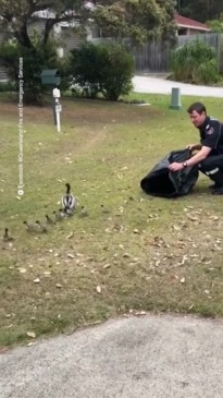 Ducklings rescued from down a drain by QLD firemen