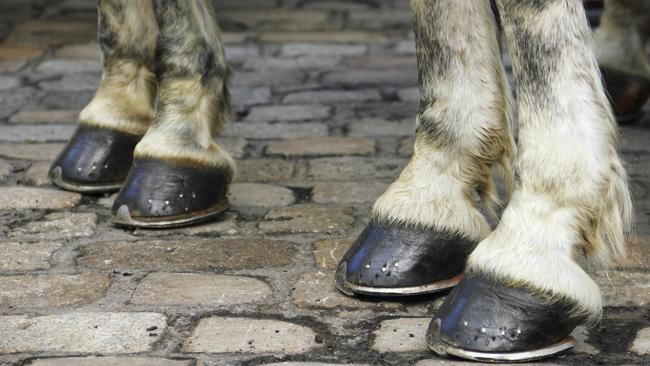 If this fine furry fellow can keep hair off his toes, so should you, fellas (and ladies!).