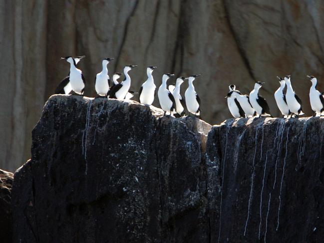 Sealife experience tourism venture at Pirates Bay, Eaglehawk Neck cormorants perched on the Hippolyte Rocks