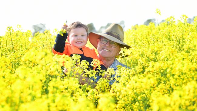 CANOLA SHINES: Graeme Hendy has fun with his grandson Odin Hendy in his canola crops at Naring. Picture: Zoe Phillips.