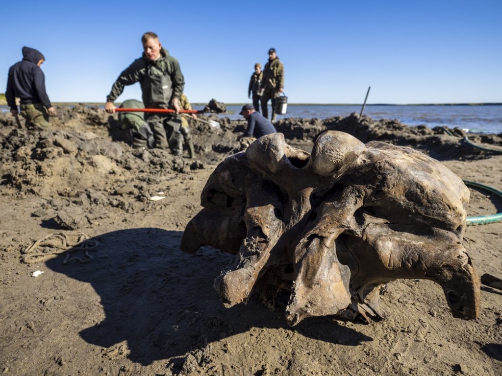 In this handout released by Governor of Yamalo-Nenets region Press Office, people carry a mammoth bone fragment in the Pechevalavato Lake in the Yamalo-Nenets region, Russia, Wednesday, July 22, 2020. Fragments of a mammoth skeleton have been found by local reindeer herders in the lake a few days ago, and scientists hope to retrieve the entire skeleton - a rare find that could help deepen the knowledge about mammoths that have died out around 10,000 years ago. (Artem Cheremisov/Governor of Yamalo-Nenets region of Russia Press Office via AP)