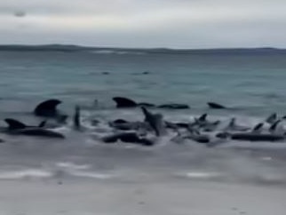 Pilot whales washing up on the beach at Cheynes beach, Western Australia. Picture: Facebook