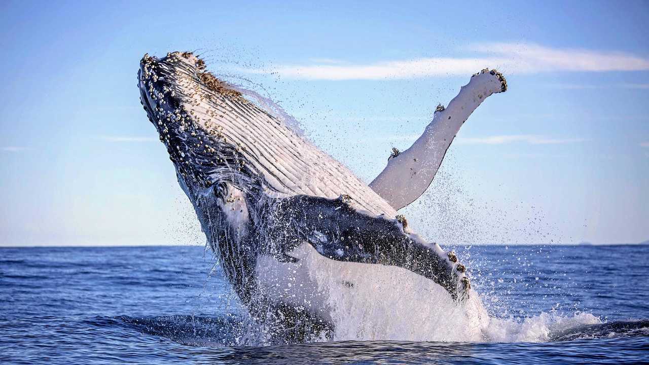 Whale watch: Ocean giants spotted south of Mackay | The Courier Mail