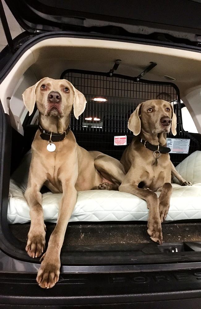 This dynamic duo, Otis and Ollie, added an extra element to the holiday.