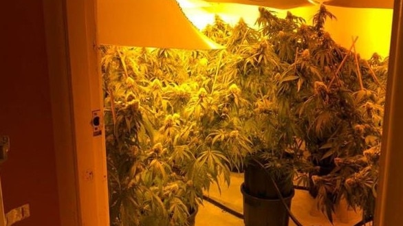 Strike Force Grassy was established in 2011 by detectives attached to Redfern Region Enforcement Squad (RES) to investigate the enhanced indoor cultivation of cannabis across the Central Metropolitan Region.