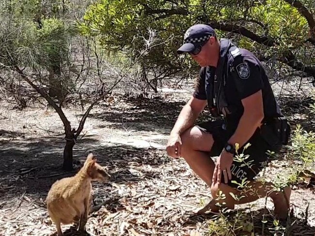 Water Police rescued a little wallaby found off Stradbroke Island. Picture: Queensland Police