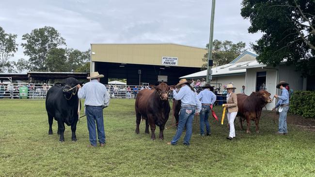 Getting the cattle ready for a big day two at the Gympie show 2025.
