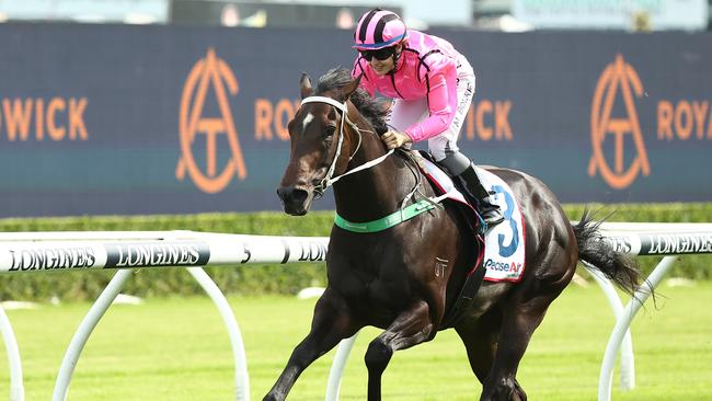 Felix Majestic is chasing a stakes breakthrough in the Civic Stakes. Picture: Jeremy Ng-Getty Images