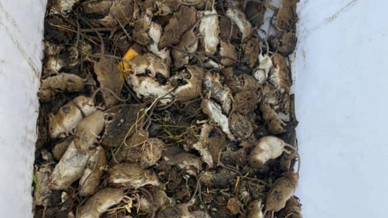 The NSW government has secured one of the world’s strongest mice killing chemicals. Picture: Supplied