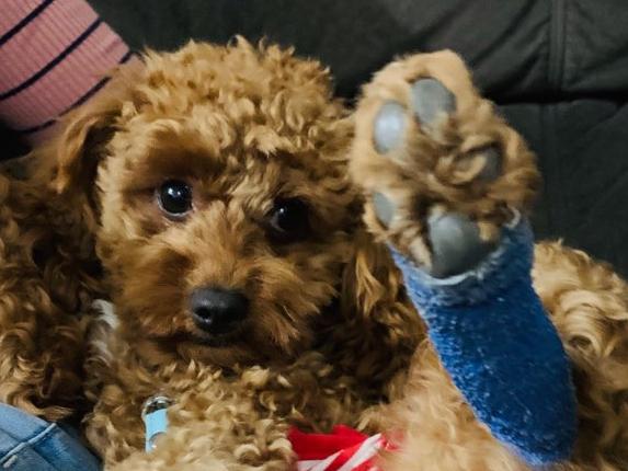 A desperate search is underway for Cavoodle puppy Tigerlily who is suspected of being stolen by the pet sitter. Photo: Supplied