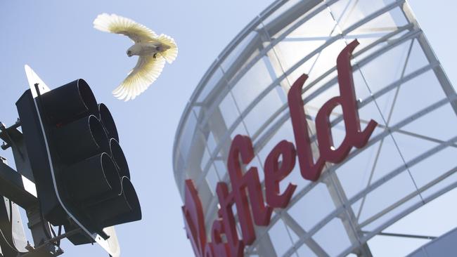 Corellas try and make a nest in traffic lights near Westfield Liverpool. Picture: Melvyn Knipe