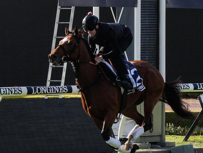 DAILY TELEGRAPH NOVEMBER 1, 2023Japanese horse Olamburumai has arrived in Sydney ahead of the Golden Eagle at Rosehill Races. Picture: David Swift