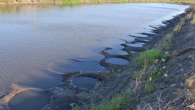 Tilapia nests.