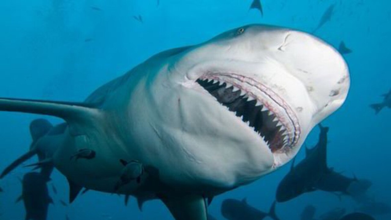 DNA research used to detect Sydney sharks | Herald Sun