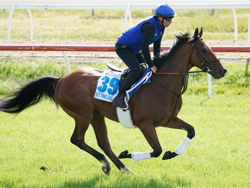 Setting Sail gallops during a track work session at Werribee. Picture: AAP