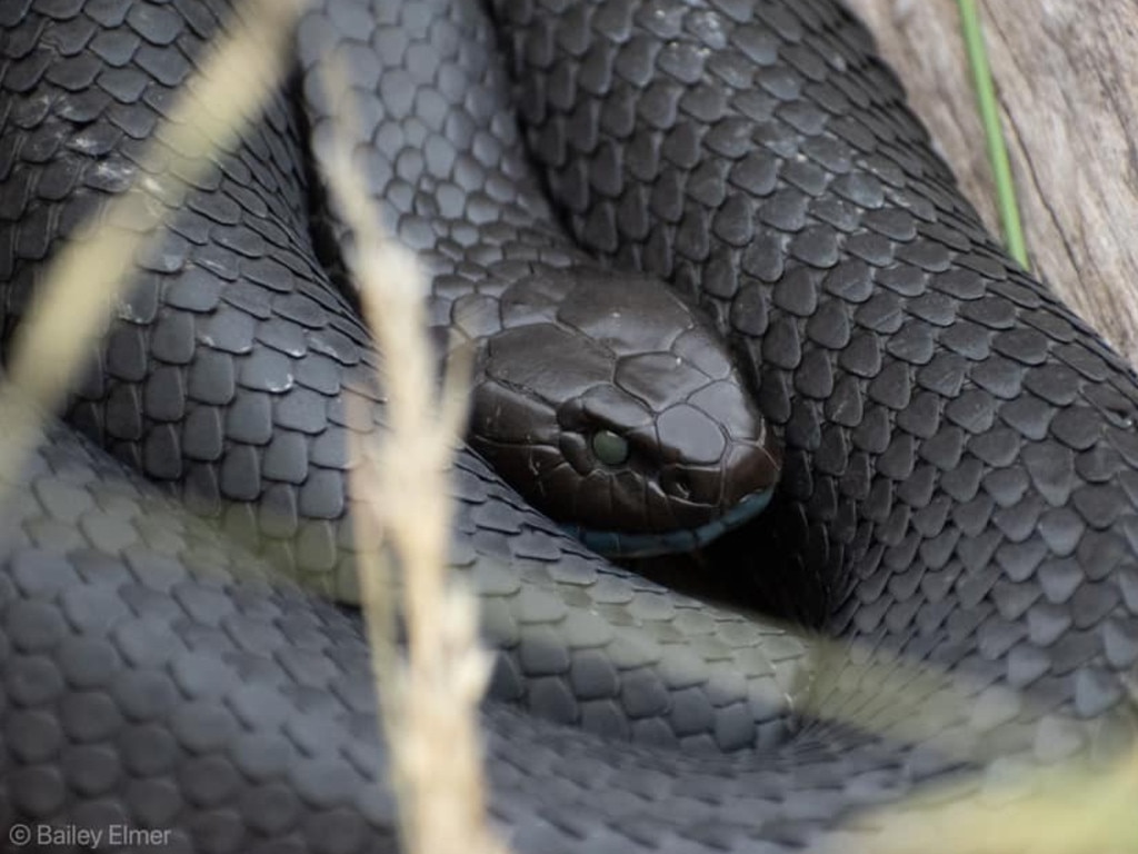 The Tiger Snake was one of the deadly snakes used for the anti-venom development. Picture: Bailey Elmer