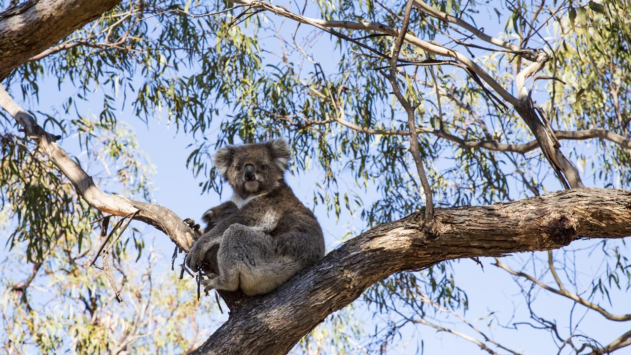 Raymond Island in East Gippsland is home to one of Victoria’s largest wild koala populations. Picture: Visit Victoria