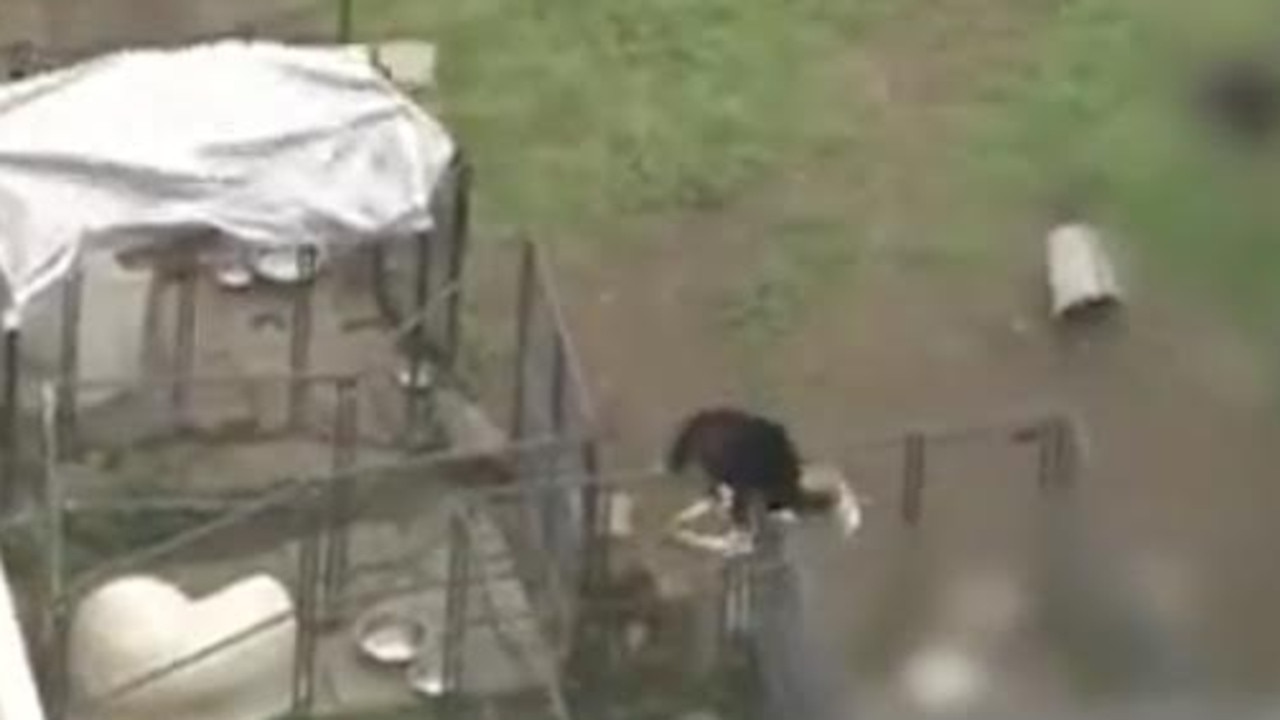 The man’s body was found covered in blood near one of the dog’s kennels. Picture: ktla.com