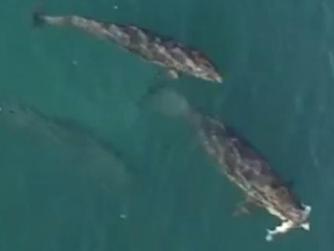 10/05/2016: Footage stills of four false killer whales expertly hunting a lone shark just off Cronulla beach has been captured today by a drone hobbyist. The rare video shows four false killer whales, which are normally around three to five metres long, herding the shark, before the largest ends the chase by capturing it in its mouth and dragging it down into the ocean. The footage was taken by Bruno Kataokao.