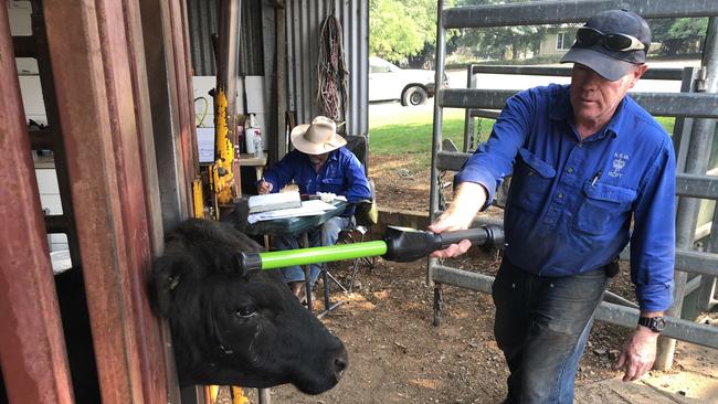 NSW Police examine and record cattle at Kyeamba suspected of being part of cattle fraud. Picture: Supplied