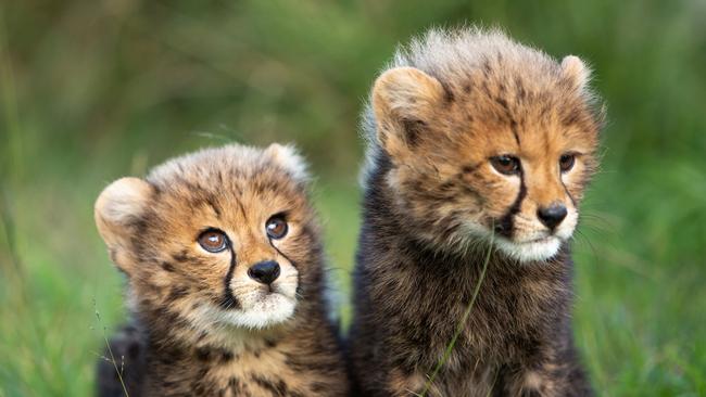 Boy cubs Ezra (left) and Exton (right). The Wild Cat Conservation Centre in Sydney is looking for people to sponsor the cubs and their siblings or become cheetah cub donors before the end of the financial year.