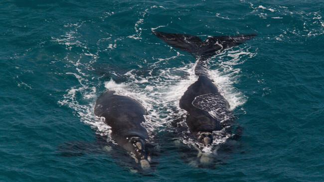 Whales can be spotted in the coastal waters off Portland. Picture: AAP Image/Bob McPherson