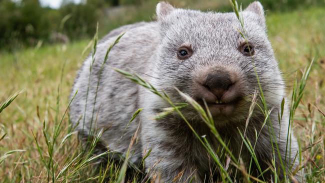 Polliticians and influencers at war over how to handle wombats and other native wildlife. Photo: WWF-Australia Chris Crerar