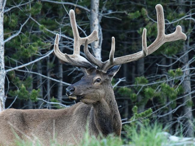 A Bull Elk searches for food in Yellowstone National Park. Picture: istock