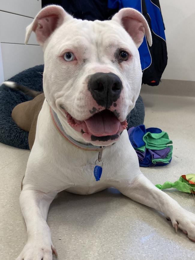 Lolly, Bulldog-Staffy cross, time in care 244 days, at RSPCA. Picture: Supplied.