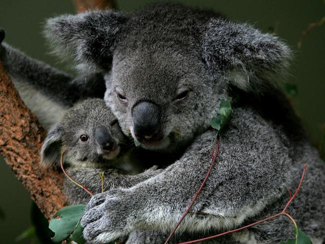 plantation-of-9200-eucalypts-has-been-created-in-western-sydney-to-feed