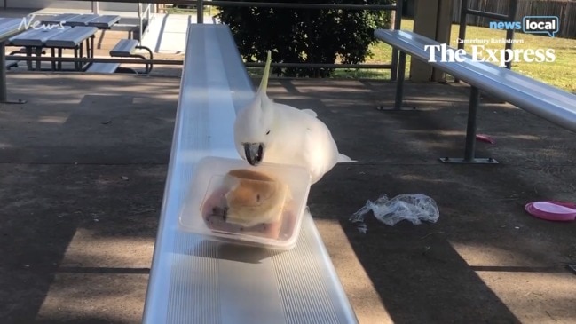 Cockatoo checks out reporter's works burger at voting booth