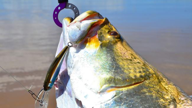 The suspending Atomic Shiner 85mm accounted for barra like this 96cm fish during the run-off this year