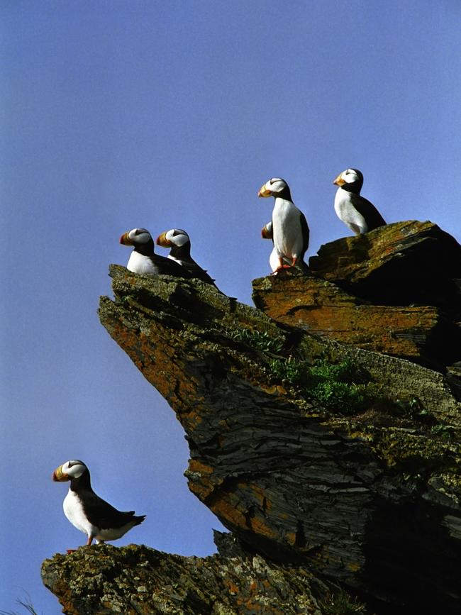 Puffins on Kodiak Island.