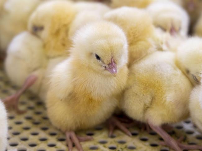 INNER WEST COURIER. Students from 63 NSW schools are getting hands-on farming experience by raising chicks in the lead-up to the Royal Easter. The baby chicks waiting to go to their new homes, photographed today 25th February 2020. (AAP/Image Matthew Vasilescu)