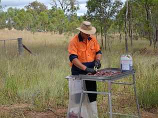 Southern Downs Regional Council local laws pest managment officer Geoff Pitstock injects pieces of meat with the 1080 poison used for wild dog baiting.Photo Sophie Lester / Warwick Daily News. Picture: Sophie Lester