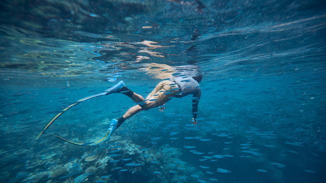 Great Barrier Reef census for Ocean Alliance