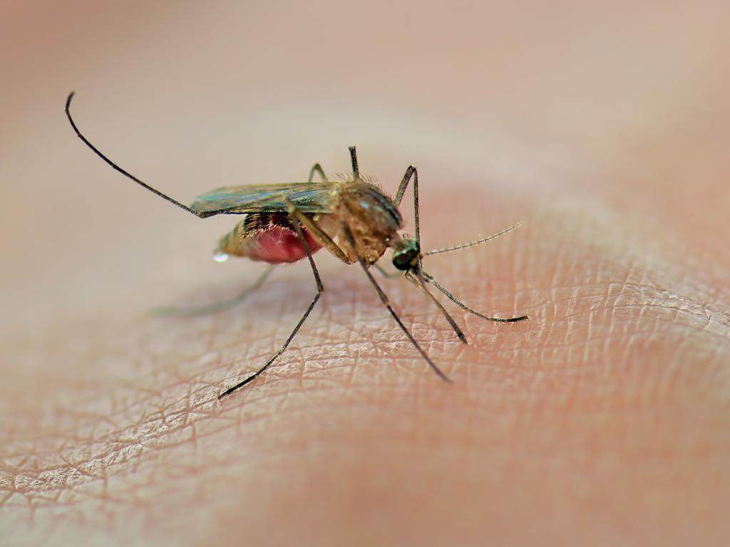 Dengue is spread by two breeds of mosquito.